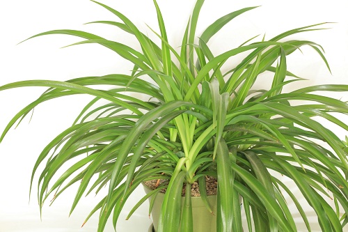 办公桌上放什么植物好?常做5件事避免电脑病