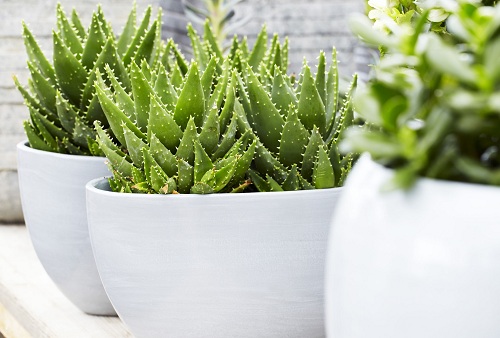 办公桌上放什么植物好?常做5件事避免电脑病