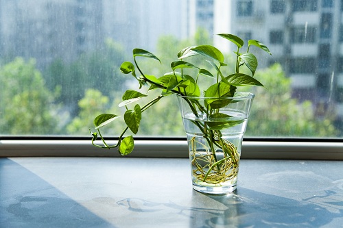 办公桌上放什么植物好?常做5件事避免电脑病