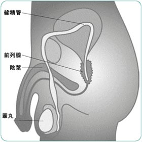 有车一族 小心前列腺炎来袭(图)