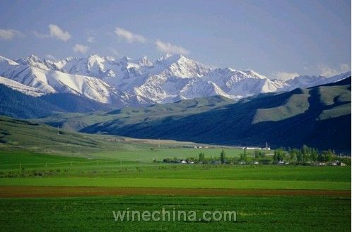 新疆天山北麓产区 闪耀中国葡萄酒产区地图