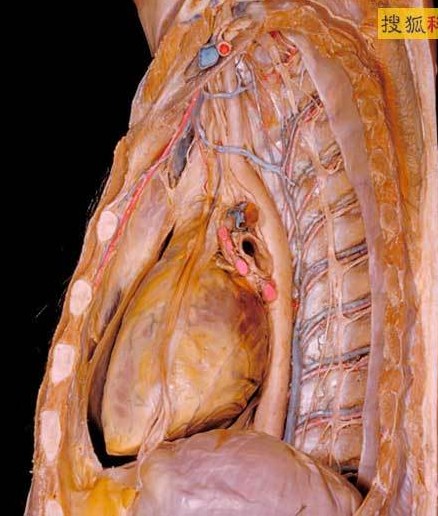     胸腔纵隔是位于肺叶之间的中心胸腔间隔室