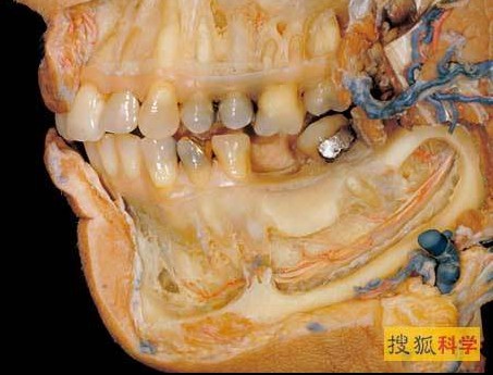     此解剖图展示血管和感觉神经伸向下排牙齿和