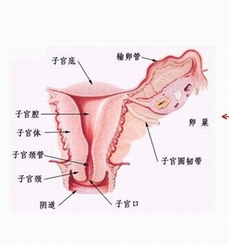 <em>女性</em>生理结构 你了解吗-青岛<em>新闻网</em>