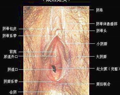 <em>女性</em>生理结构 你了解吗-青岛新闻网