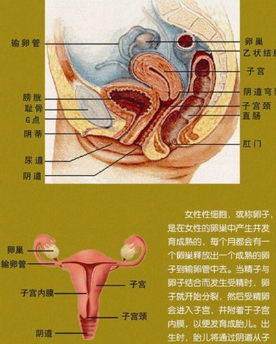 下面为大家揭秘女性生理结构的秘密.