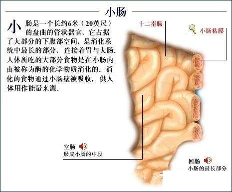 探秘人体 全套解剖图