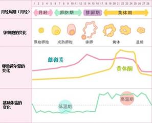 <em>排卵期一般</em>是<em>什么时候</em>-青岛新闻网