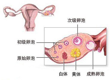 卵巢黄体破裂是什么原因?