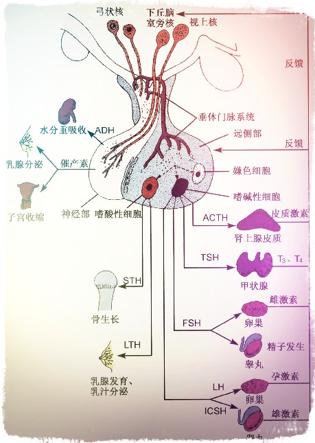 切除卵巢的后果是什么?