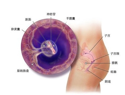 怀孕五周怎么办?