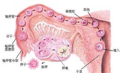 孕激素低的症状有哪些?-青岛新闻网