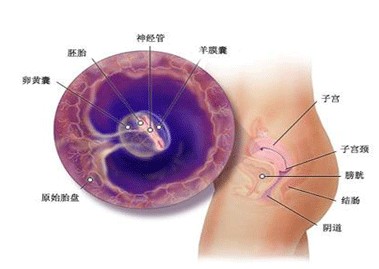 在青岛孕囊多大做人流最好