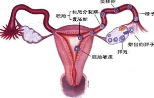 青岛输卵管不通如何治疗 青岛新阳光妇产医院