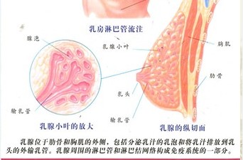 乳腺疾病在线解答 专家现场展示乳房保健操(图)-