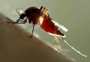 防蚊虫叮咬消炎最有效十招 氯霉素眼药水止痒
