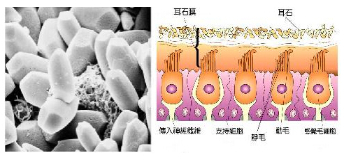 (左图为耳石在电子显微镜下的形态;右图为耳石及其附着的耳石膜)