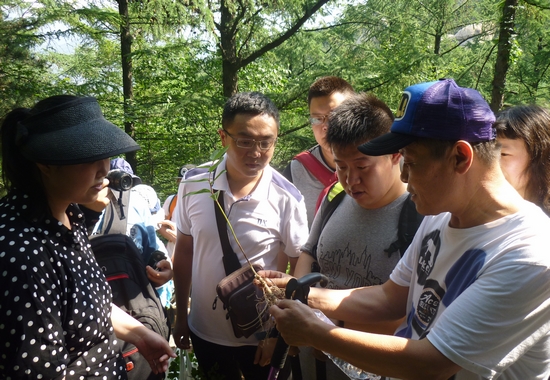 崂山采集中草药 传承浓浓中医情