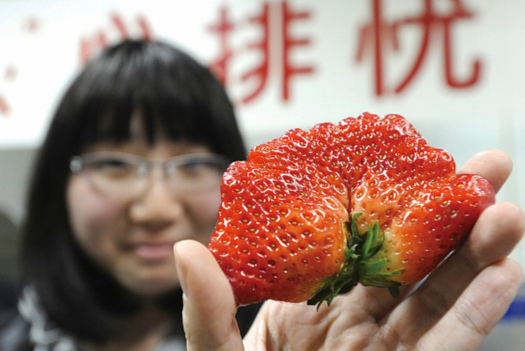 春季来临草莓尝鲜畸形草莓引发市民担忧-青岛