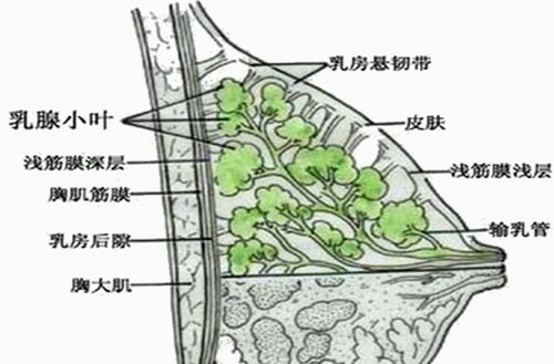 女性生理结构,女性生理构造结构图解图片-第4张图片-Otaku Male Knowledge 女性生理结构,女性生理构造结构图解图片-第4张图片-Otaku Male Knowledge