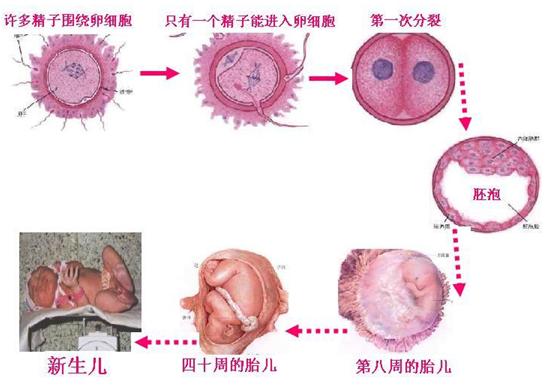 人流如什么成语_人流后会开什么药图片(2)